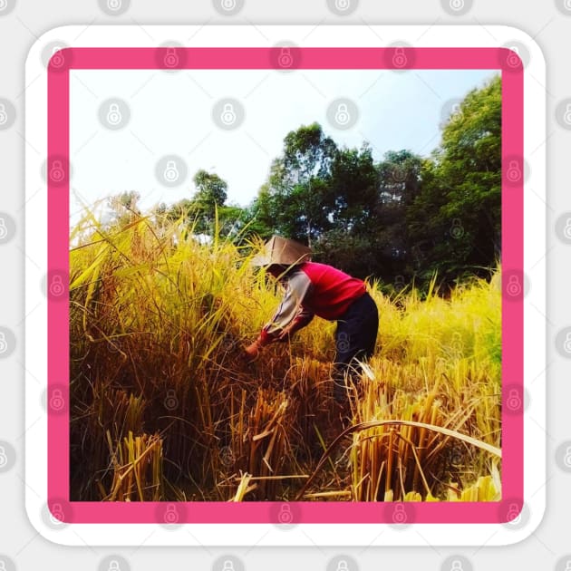 harvesting rice on the fields Sticker by hypocrite human